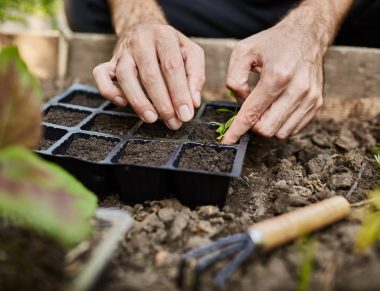 Farmer life. Gardener planting young seedlings of parsley in vegetable garden. Close up of man hands working in garden, planting seeds, watering plants